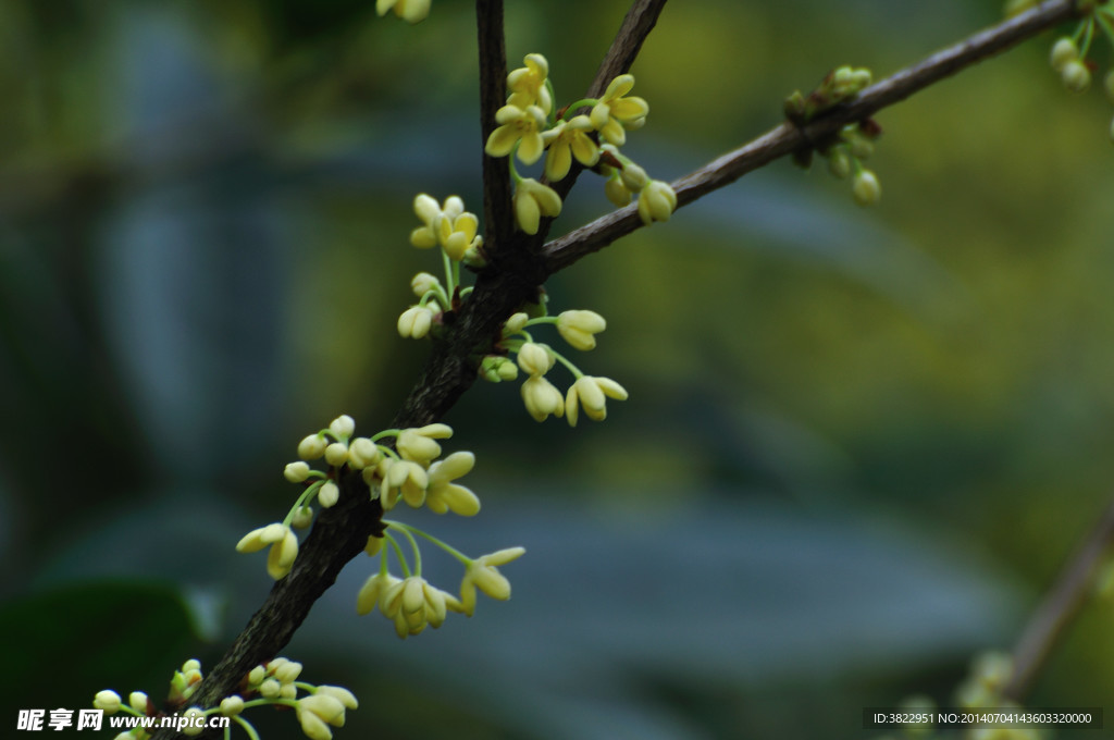 桂花