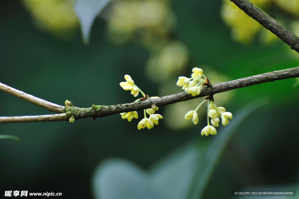 桂花