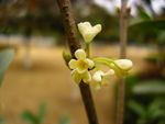 桂花