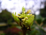桂花