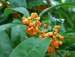 桂花