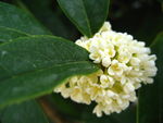 桂花