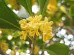 桂花