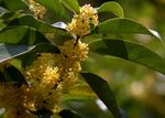 桂花