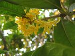 桂花