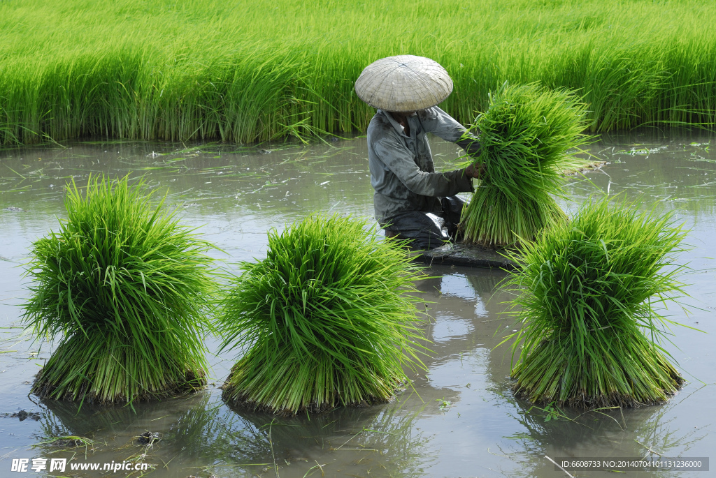 水稻种植