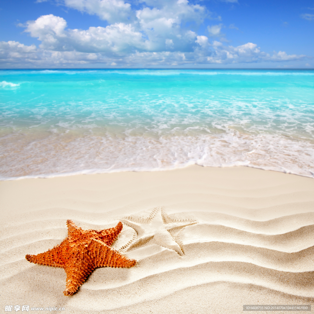 海星