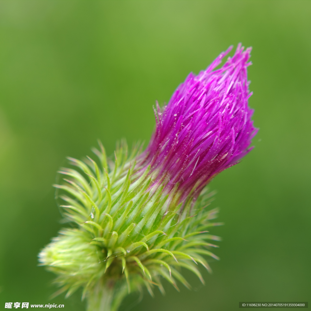 野花