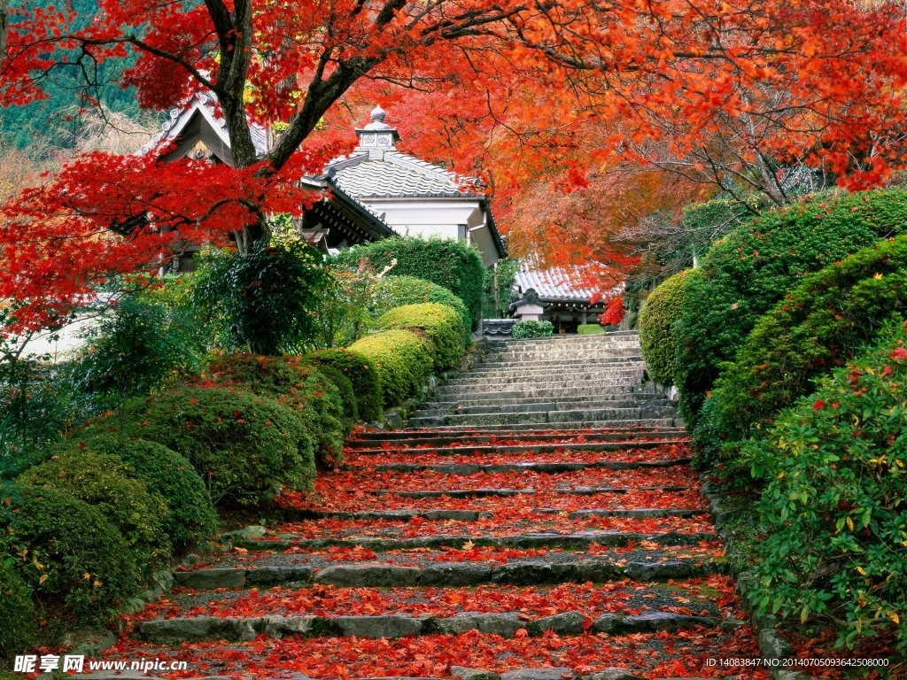 枫树林阶梯风景