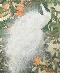 白孔雀