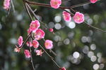 梅花