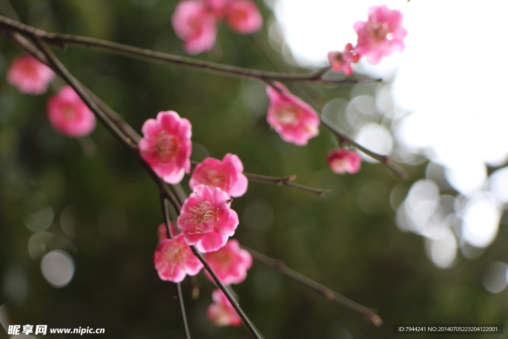 梅花