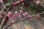 梅花