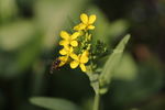 油菜花