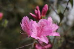 杜娟花