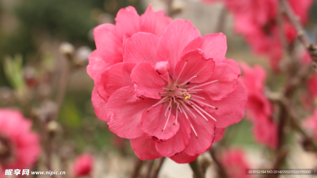 桃花