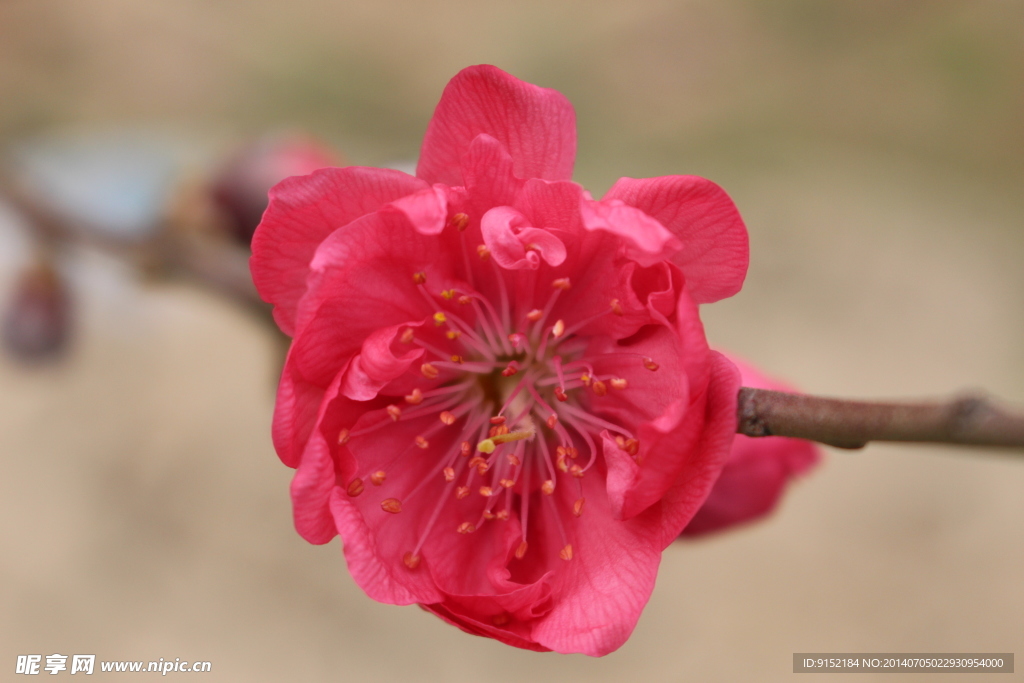 桃花