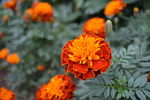 孔雀草  黄菊花
