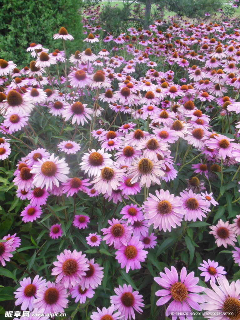 松果菊