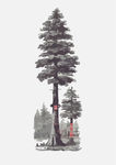 杉树