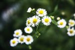小花