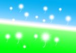 蒲公英