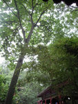 绿色风景