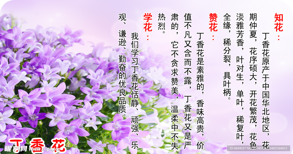 丁香花 花语 赞花 知