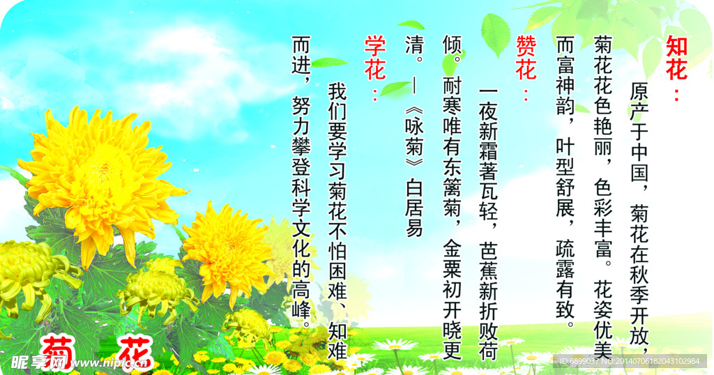 菊花 花语 赞花 知花 