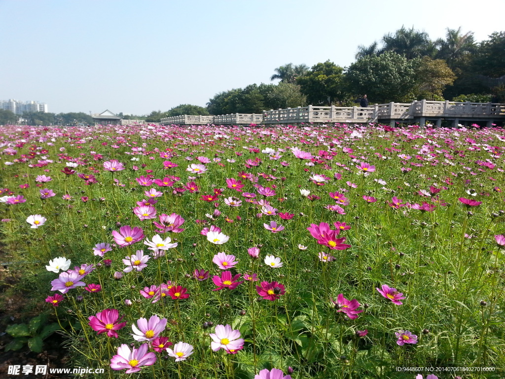 大波斯菊
