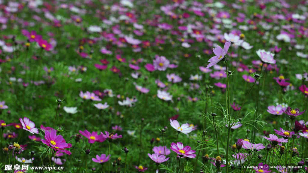 大波斯菊