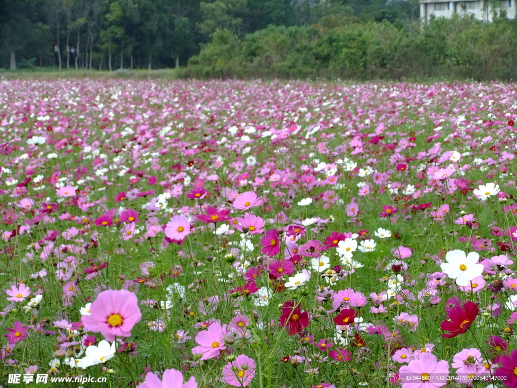 大波斯菊