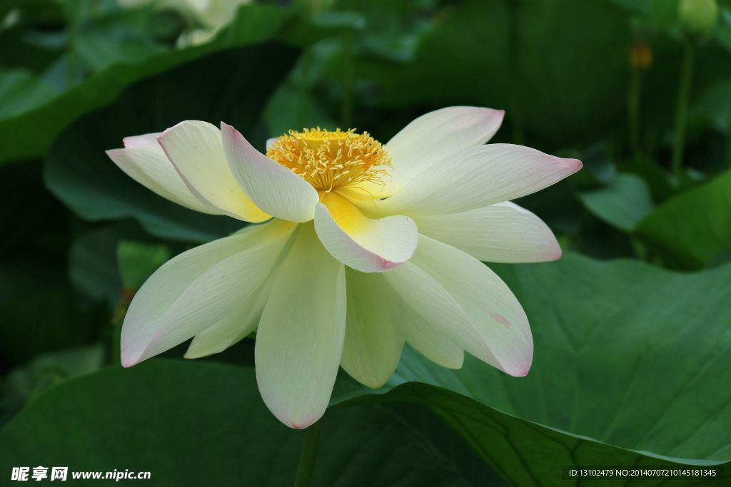 荷花
