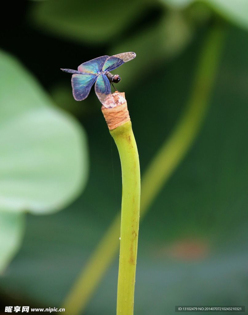 黑蜻蜓