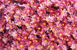 花丛