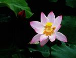 沐浴莲花