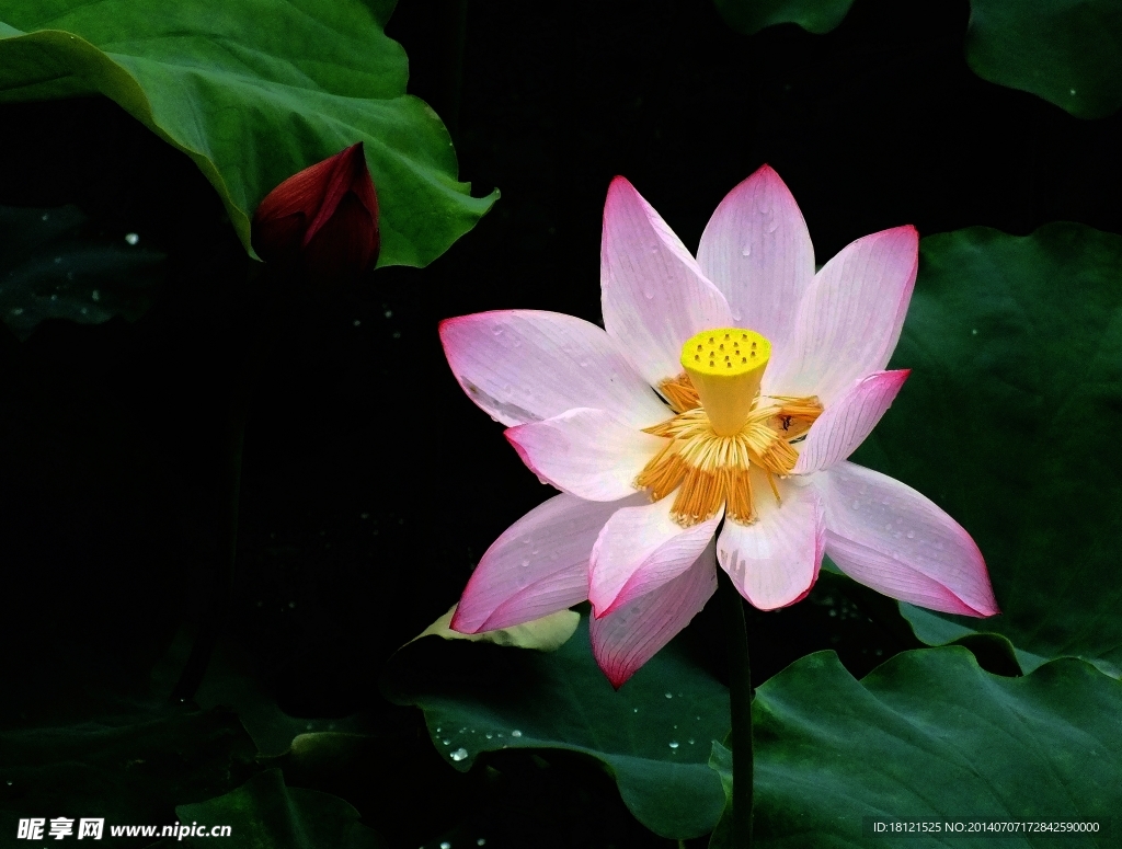 沐浴莲花
