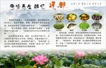 荷怡养生 醉忆莲都