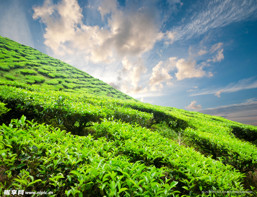 茶叶种植园