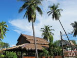 泰国风光 椰树