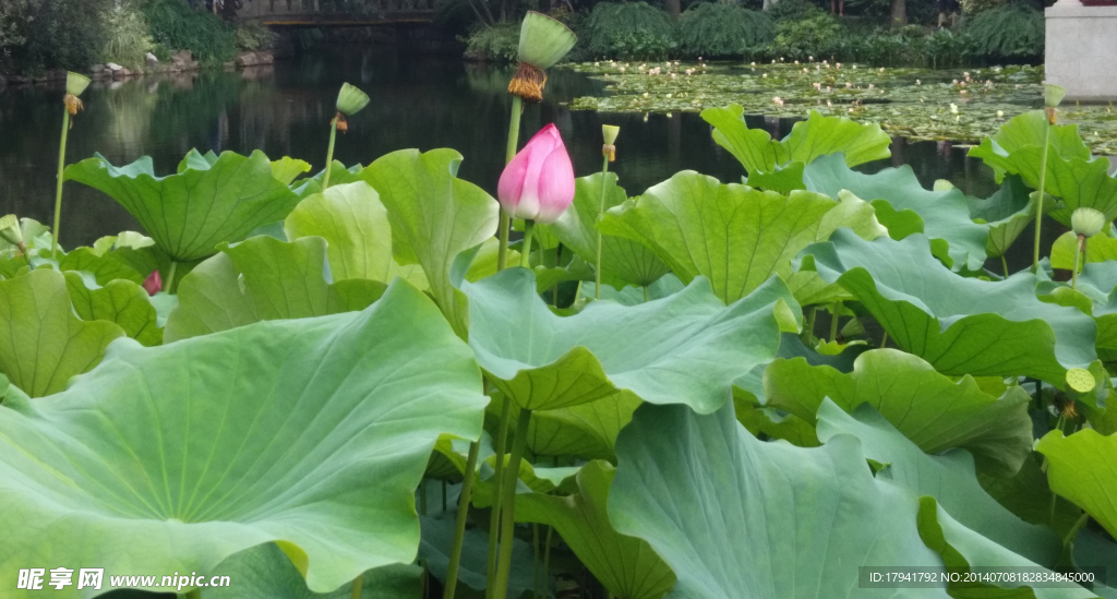 荷花