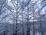 冬日雪景