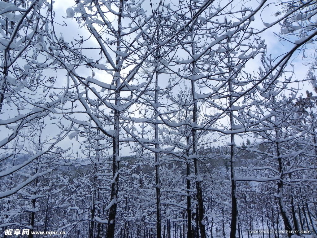 冬日雪景