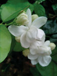 茉莉花