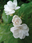 茉莉花