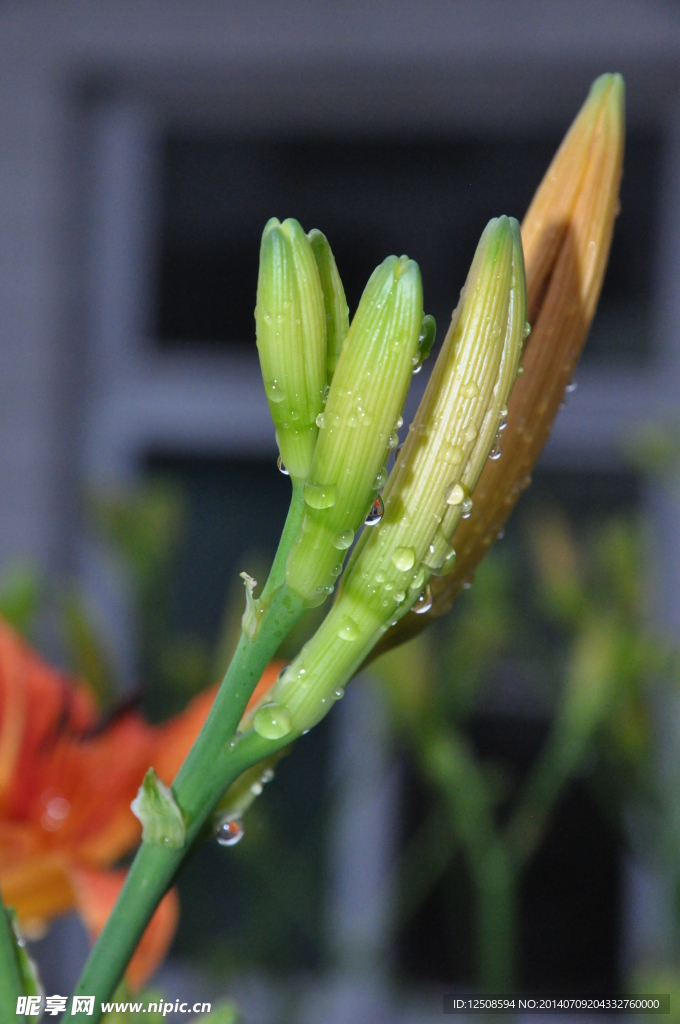 花蕊