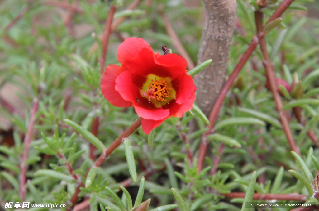 花蕾