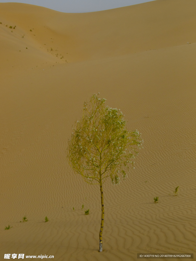 沙漠中的绿色植物