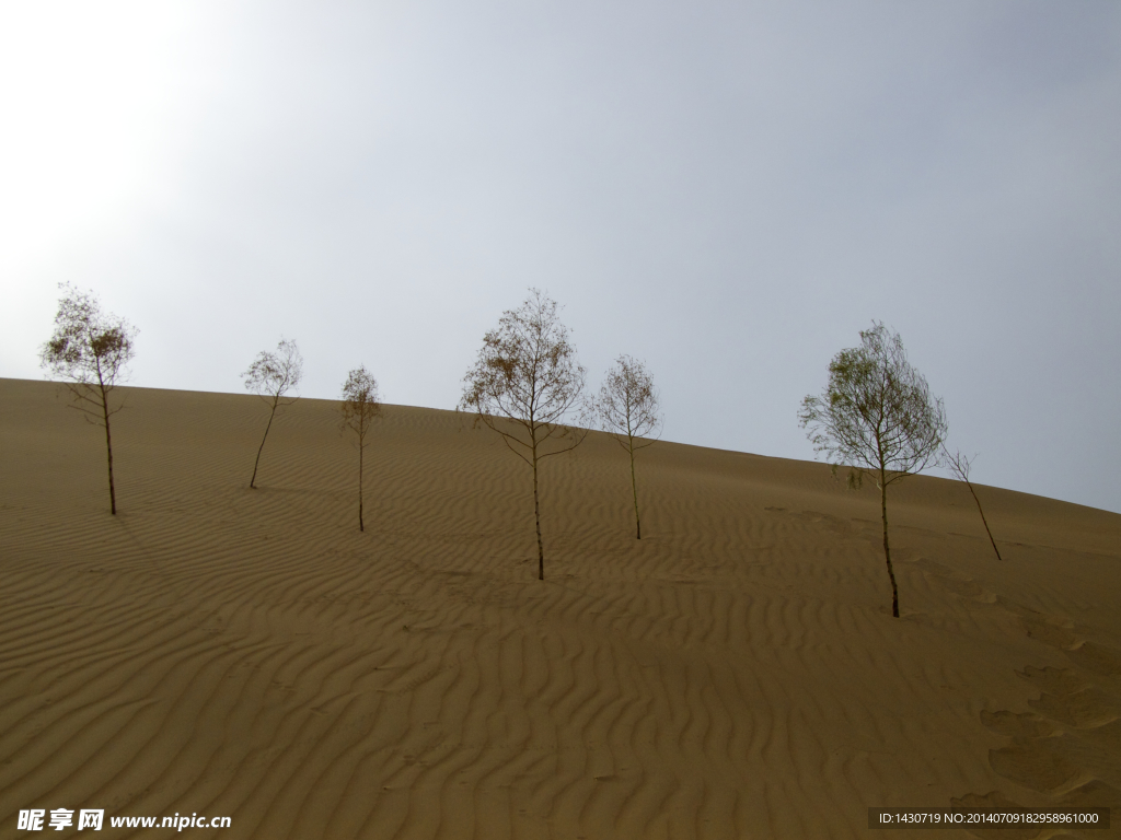 半固定沙丘荒漠植被-甘肃林业自然保护-图片