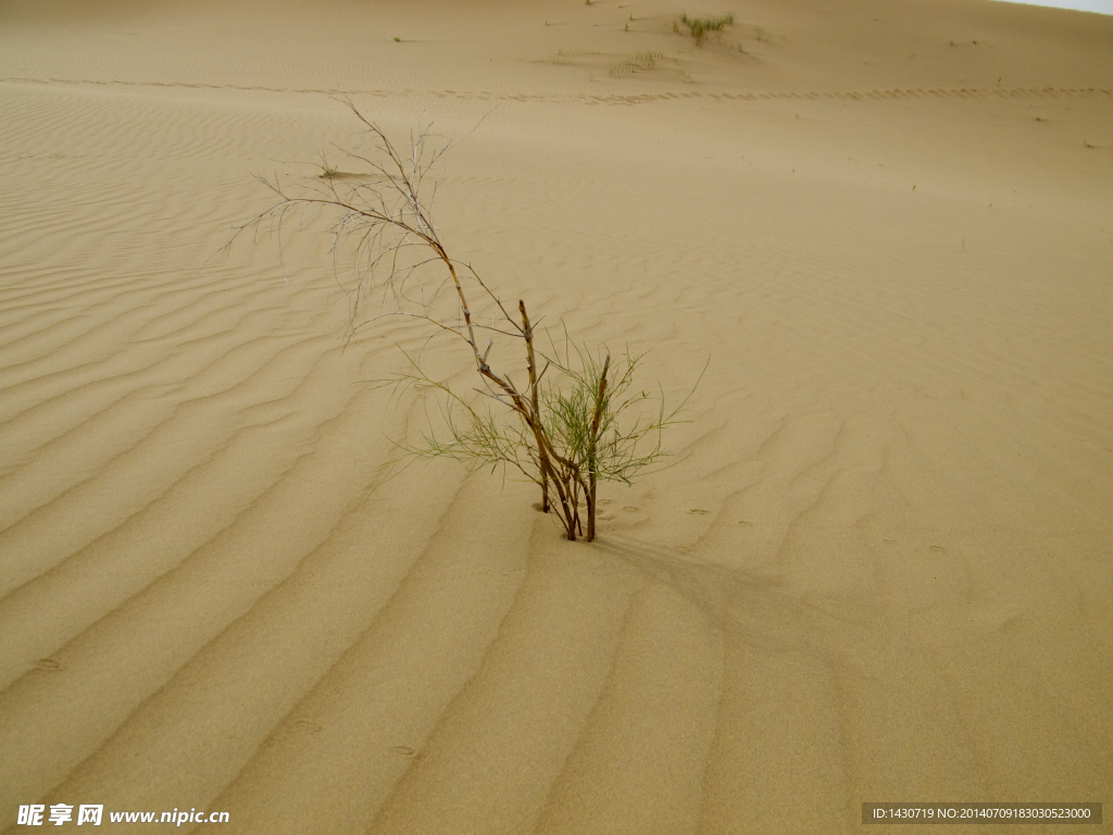 沙漠中的植物摄影图__自然风景_自然景观_摄影图库_昵图网nipic.com